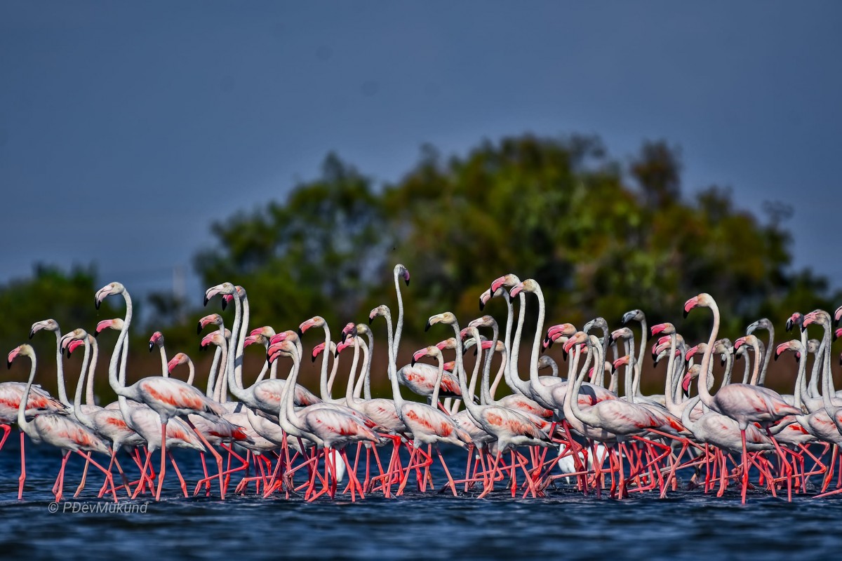 Phoenicopterus roseus Pallas, 1811